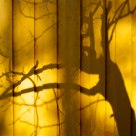 Shadow On The Wall